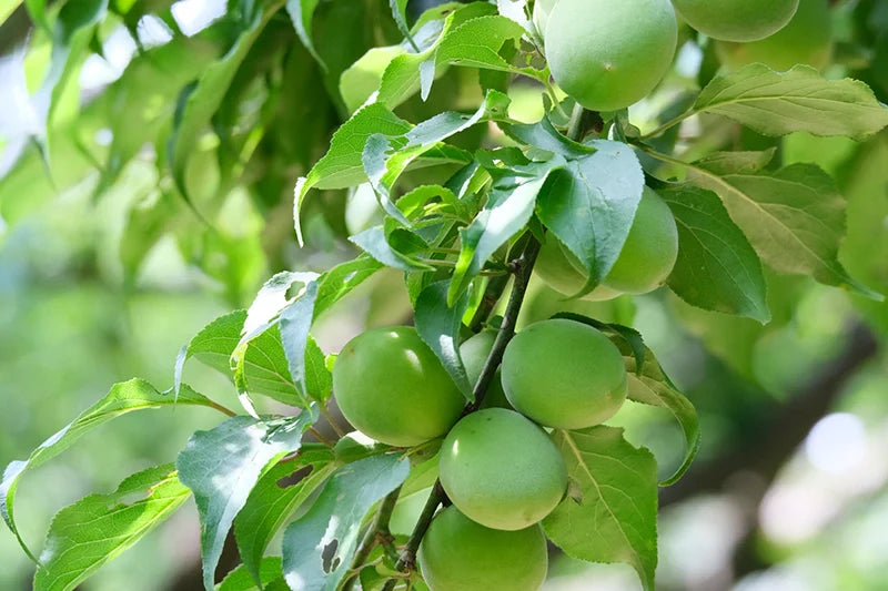 無農薬南高梅の青梅