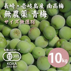 【先行予約】【10%OFF】無農薬 南高梅 青梅 10kg <無選別>【数量限定】【6月以降順次発送予定】