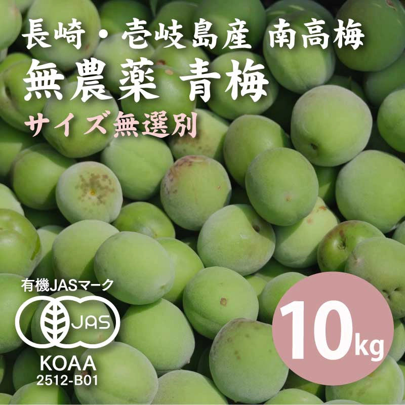 【先行予約】【10%OFF】無農薬 南高梅 青梅 10kg <無選別>【数量限定】【6月以降順次発送予定】