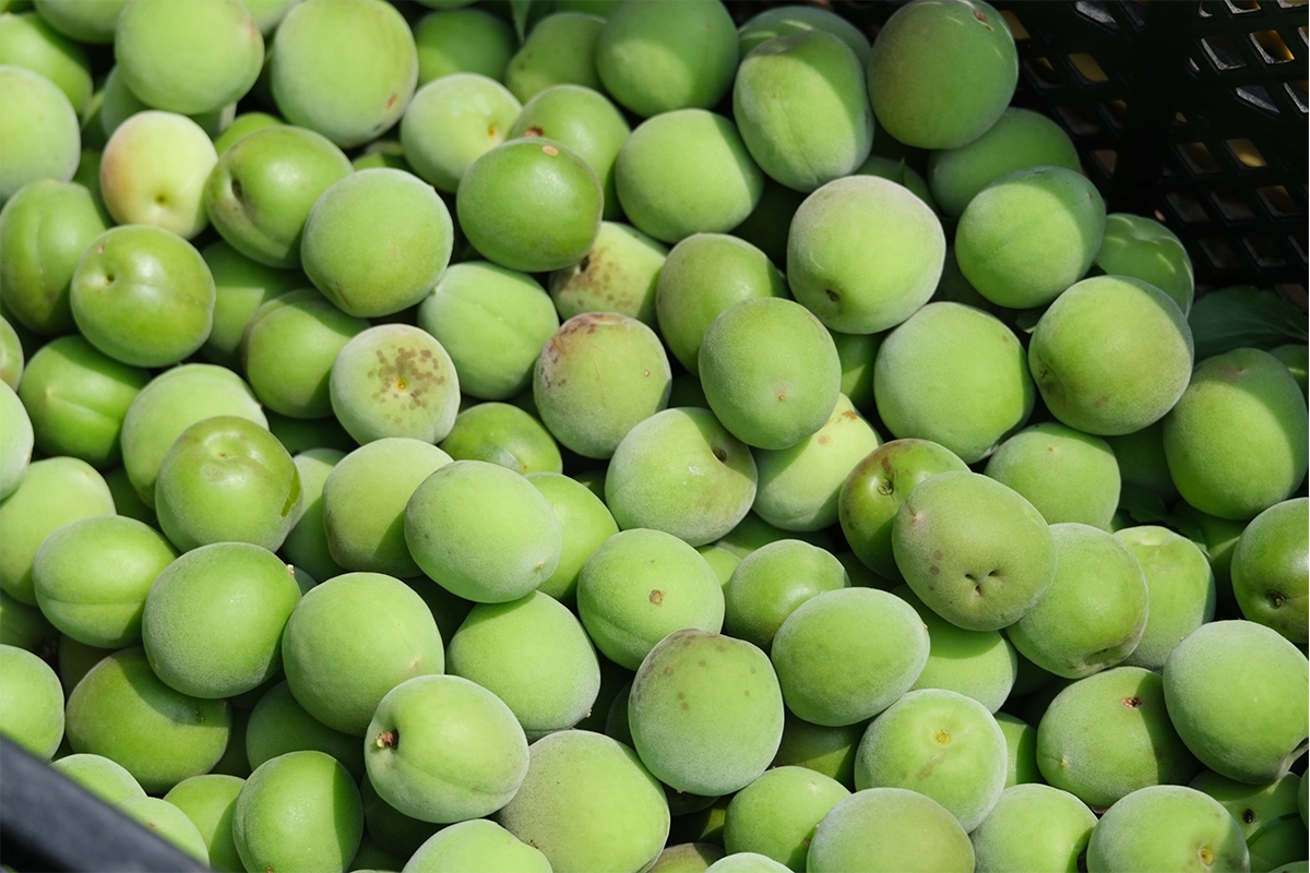 【先行予約】【10%OFF】無農薬 南高梅 青梅 1kg <無選別>【数量限定】【6月以降順次発送予定】